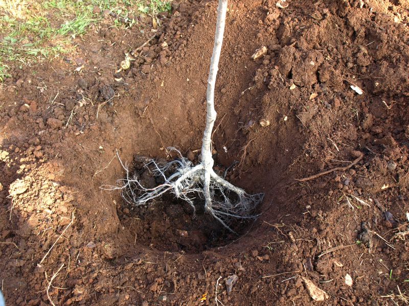 Root Intrusion Damage